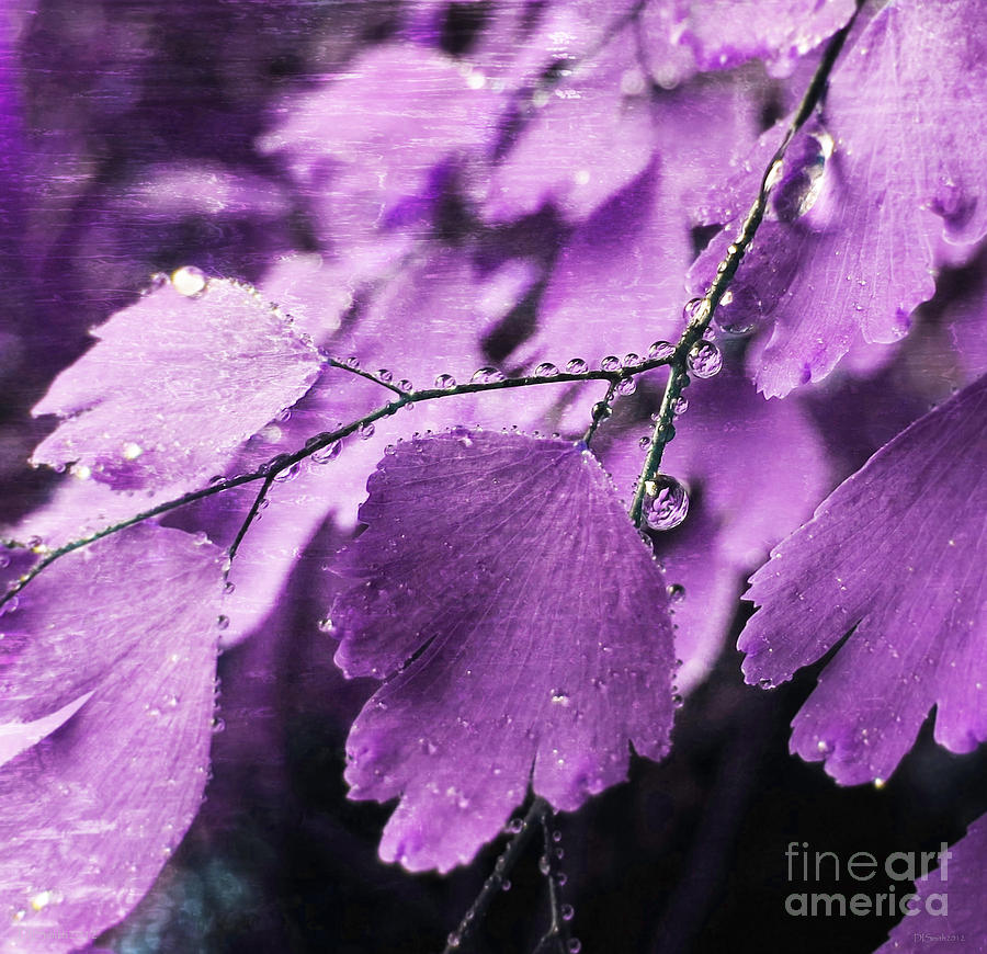 Lavender Fern Photograph by Deborah Smith