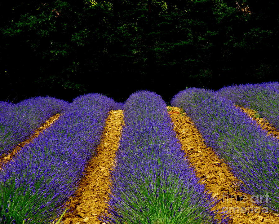 Lavender Field Photograph by Lainie Wrightson