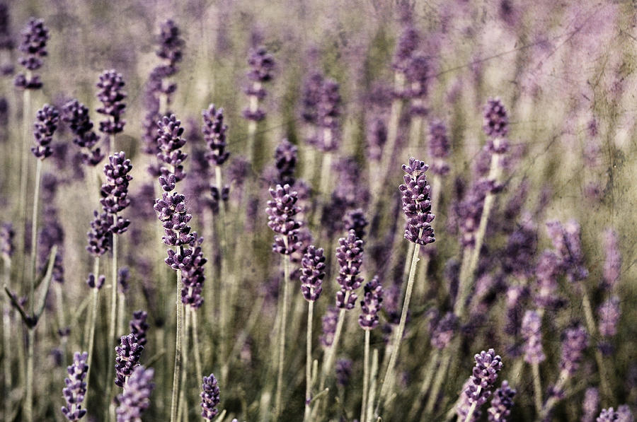 Lavender field Photograph by Laura Melis