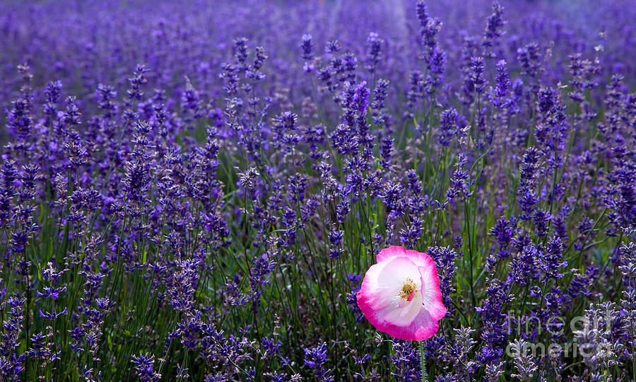 Lavender field with poppy Photograph by Simon Bratt