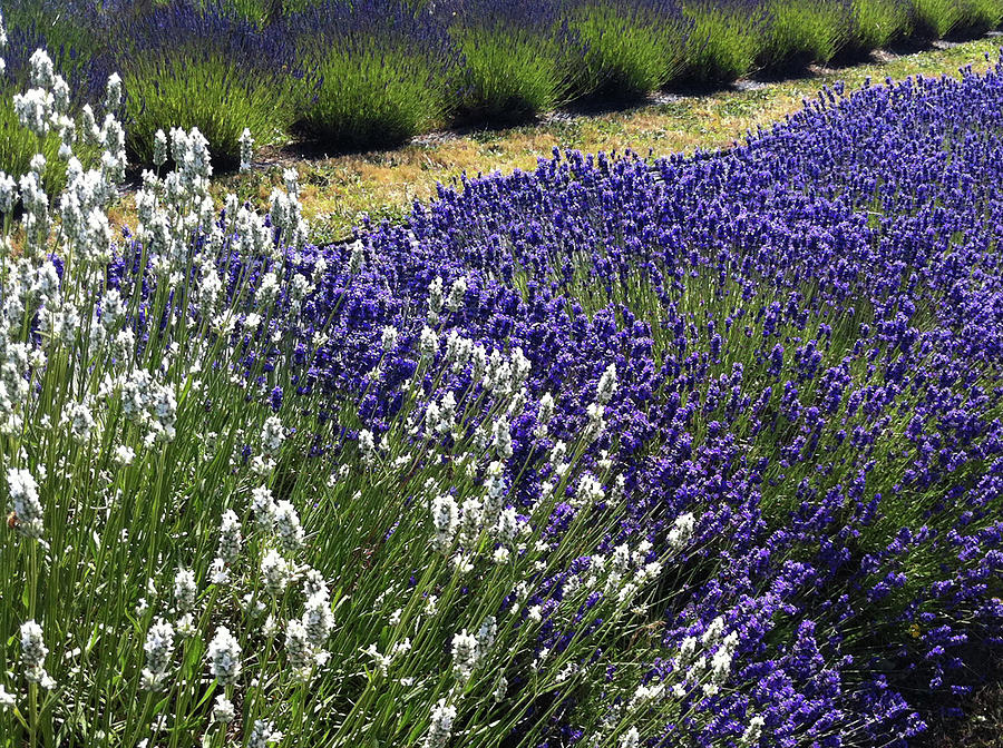 Lavender Fields Photograph by Alison Stein