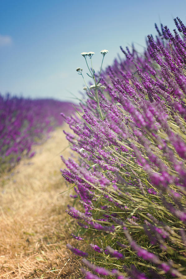 Lavender Fields Photograph by Ethiriel Photography