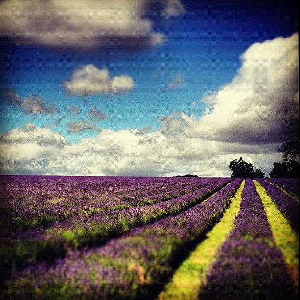 Lavender Fields Forever Photograph by Jessika Fryer