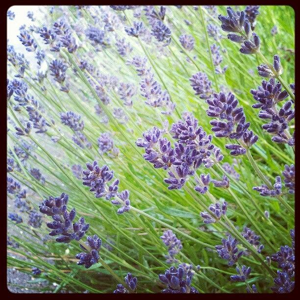 Summer Photograph - #lavender, #flowers, #summer, #purple by Rykan V