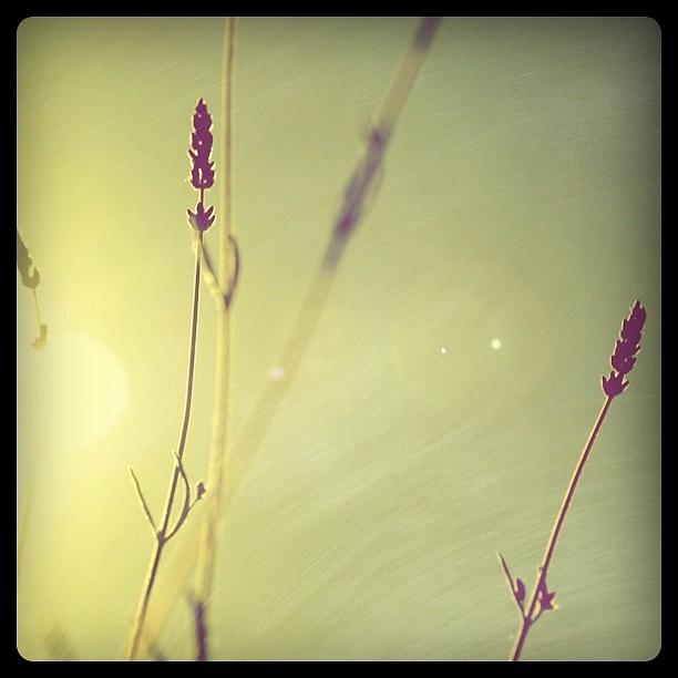 Lavender Photograph by Francesca Sara