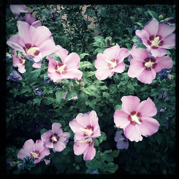 Flower Photograph - Lavender Hibiscus Flowers #hipstamatic by Paul Cutright