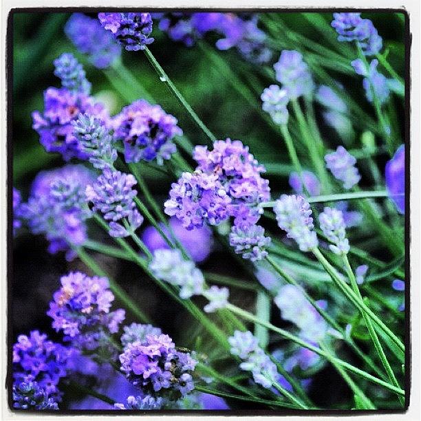 Lavender. I Grew This From Seed So Im Photograph by Paula Gardner