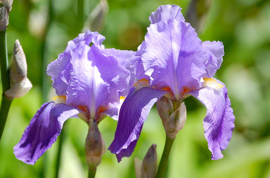 Lavender Iris II Photograph by Mary McAvoy