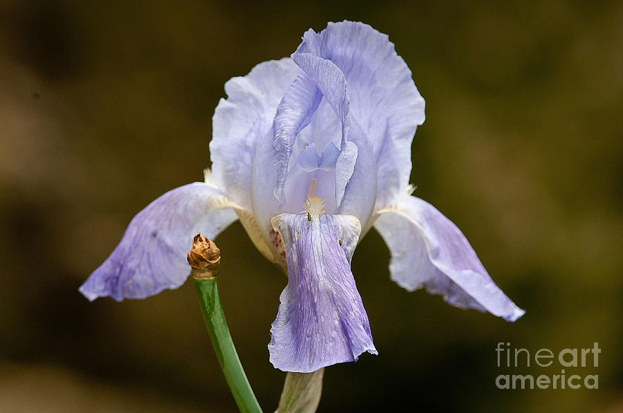 Lavender Iris Photograph by Jean A Chang