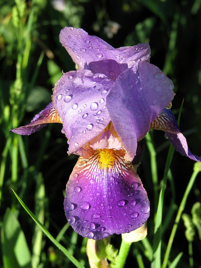 Lavender Iris Photograph by Rick Wicker