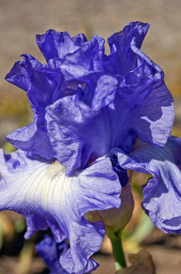 lavender Iris Photograph by Tikvahs Hope