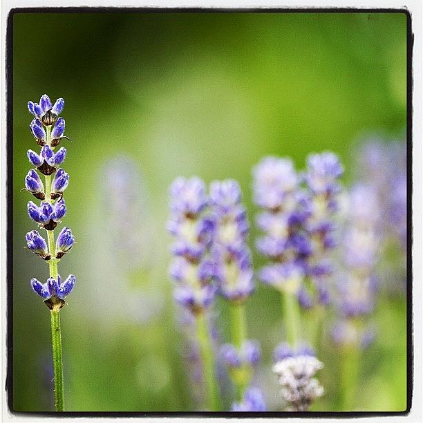 Lavender Is One Of My Favorite Things Photograph by Kevin Smith