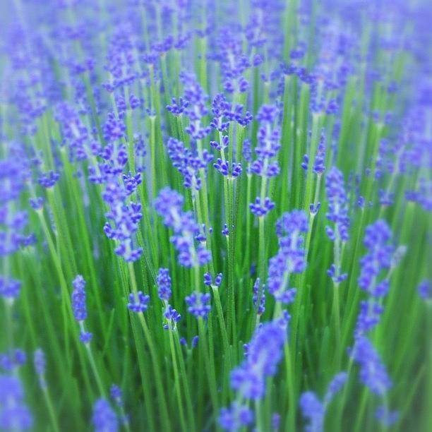 Lavender Photograph by J Rice