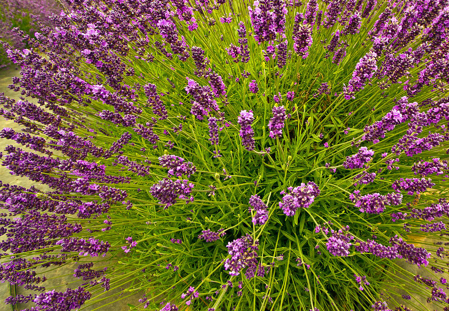 Lavender Photograph by Jean Noren