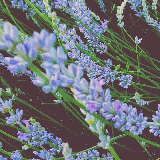 Lavender Photograph by Katrise Fraund