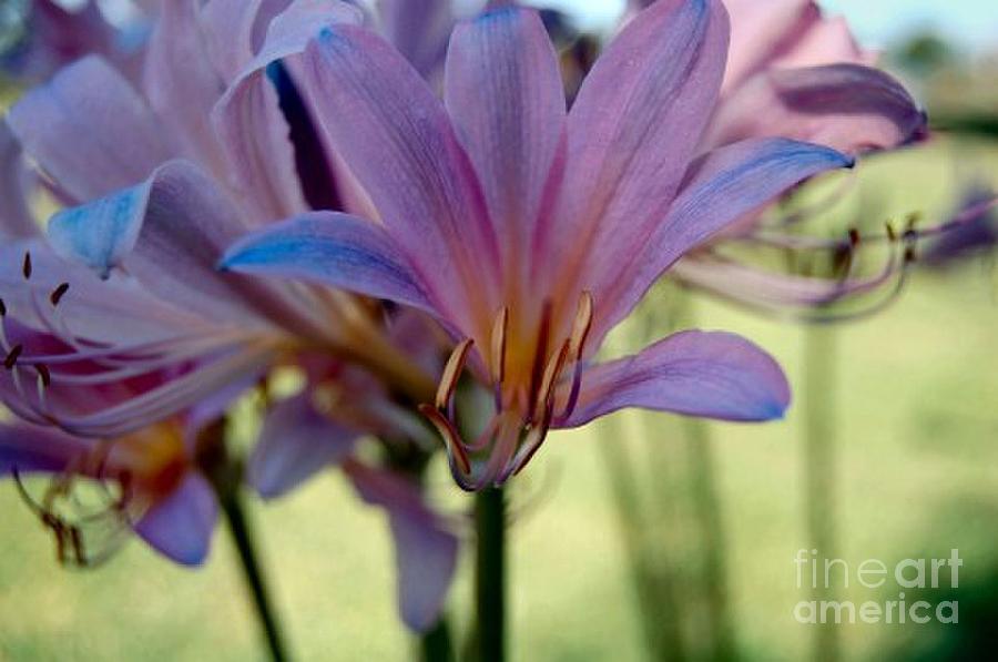Flower Photograph - Lavender Ladies Amaryllis Flowers by Anjanette Douglas
