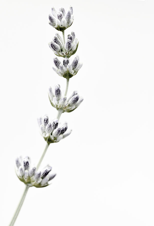 Lavender Photograph by Laura Melis