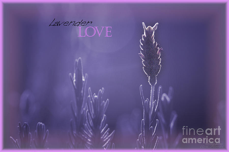 Lavender Love Photograph by Vicki Ferrari