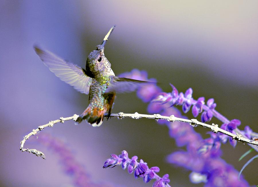 Lavender Lovers Hummingbird Photograph by Fraida Gutovich
