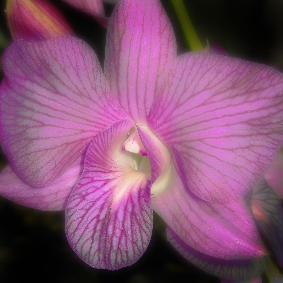 Lavender Orchid Photograph by Joseph G Holland