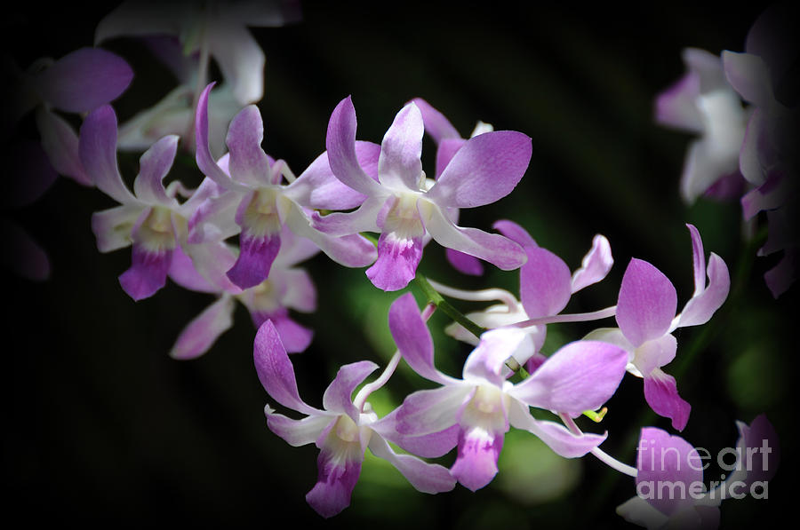 Lavender Orchids Photograph by Sarah Schroder