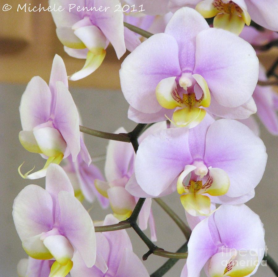 Lavender Phalaenaopsis Photograph by Michele Penner