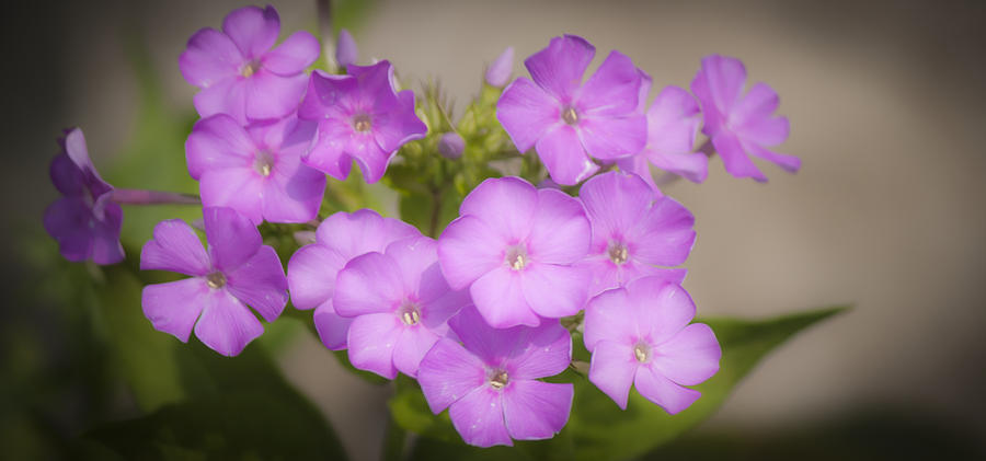 Lavender Phlox Photograph by Teresa Mucha - Fine Art America