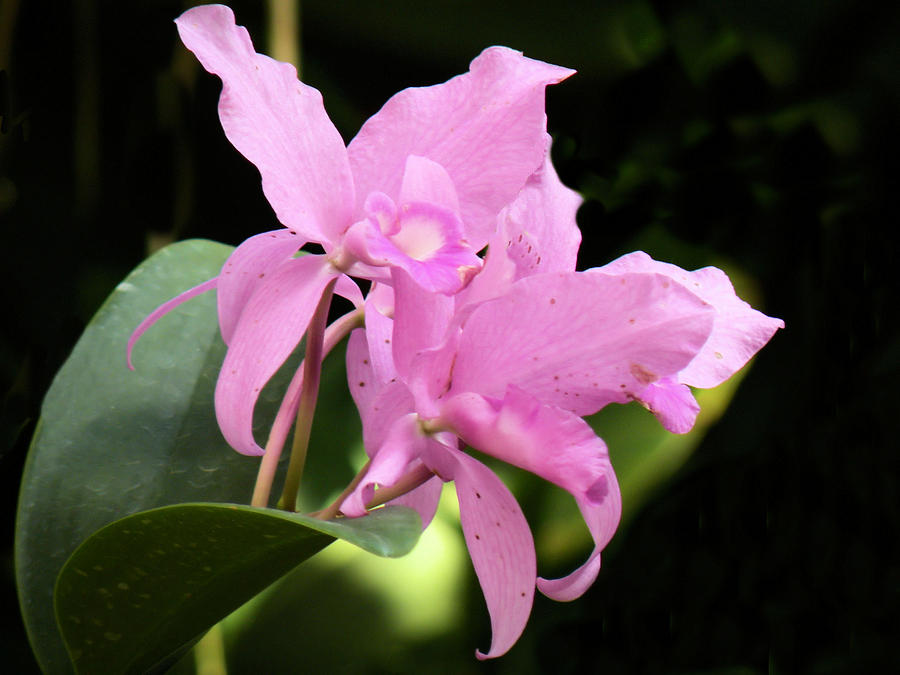 Lavender Pink Orchids Photograph by Rosalie Scanlon