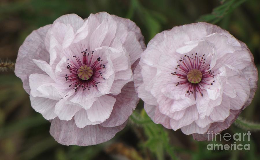 Lavender Poppies Photograph by Michele Penner