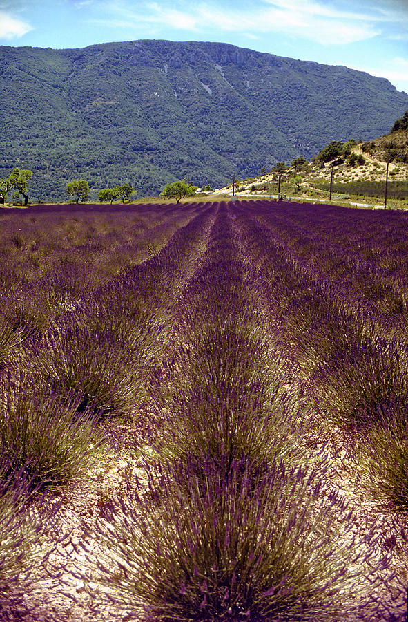 Lavender Photograph by Rod Jones