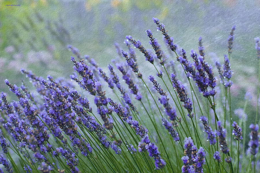 Nature Photograph - Lavender by Ron Jones