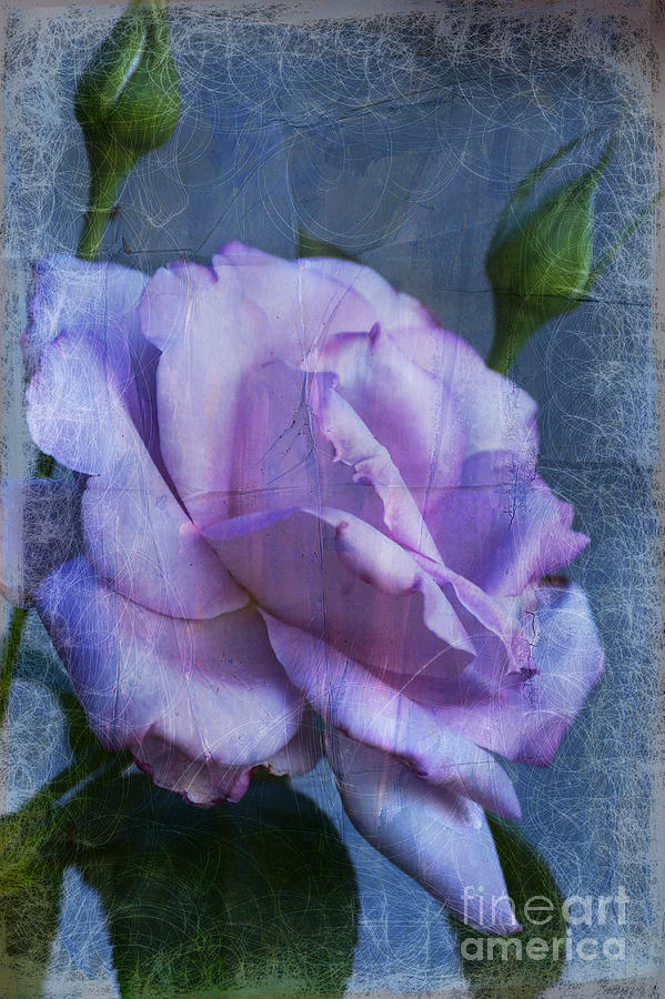 Lavender Rose Photograph by Jim And Emily Bush