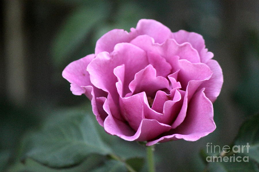 Nature Photograph - Lavender Rose by Sheri Simmons