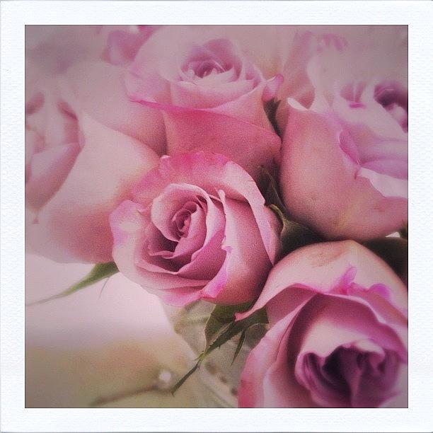 *lavender Roses Photograph by Vanessa Ray