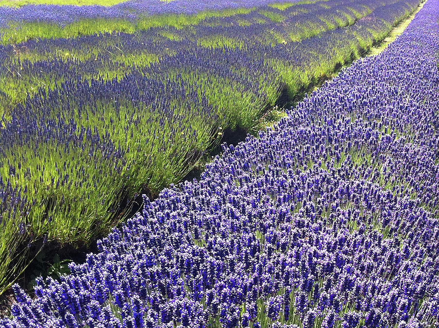 Lavender Rows Photograph by Alison Stein