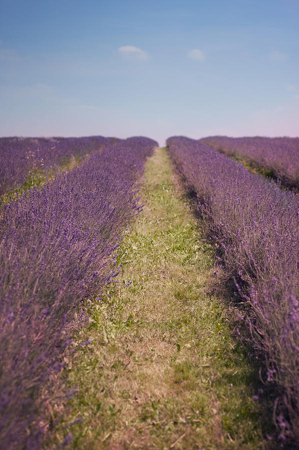 Field Of Lavender Photograph by Ethiriel Photography