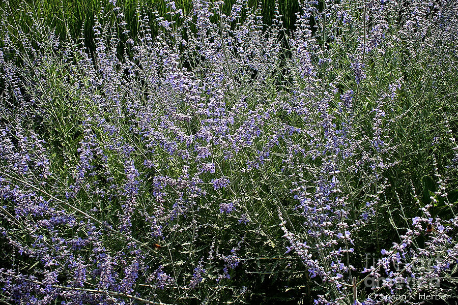 Lavender Russian Sage Photograph by Susan Herber Fine Art America