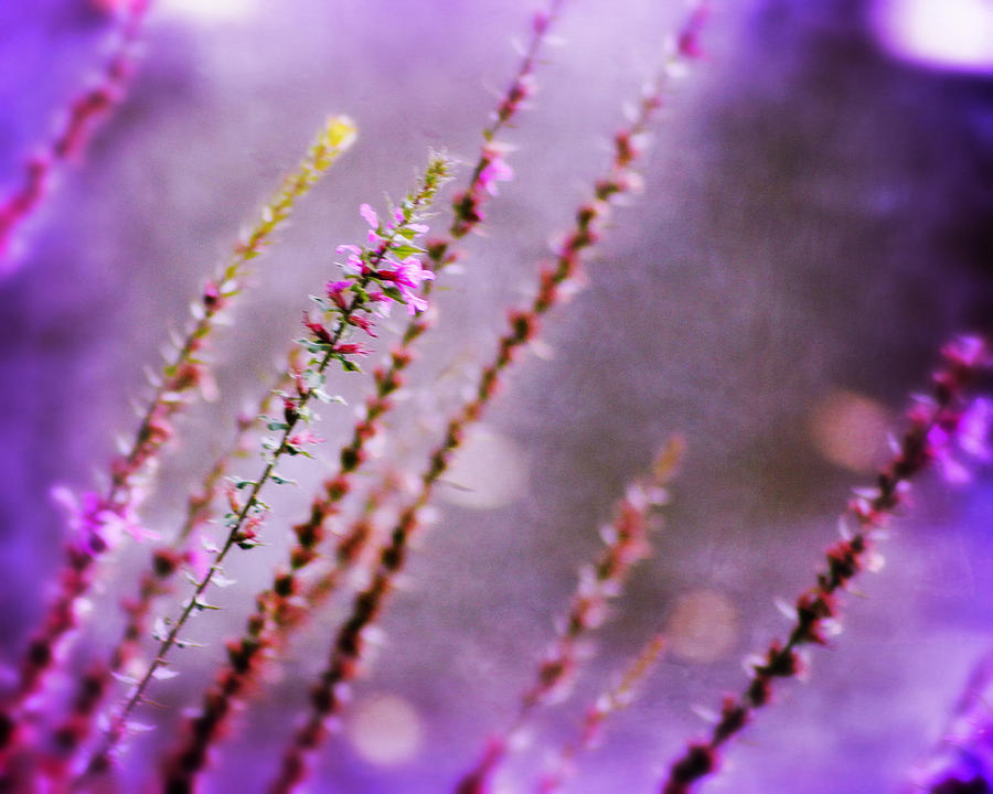 Abstract Photograph - Lavender by Scott Hovind