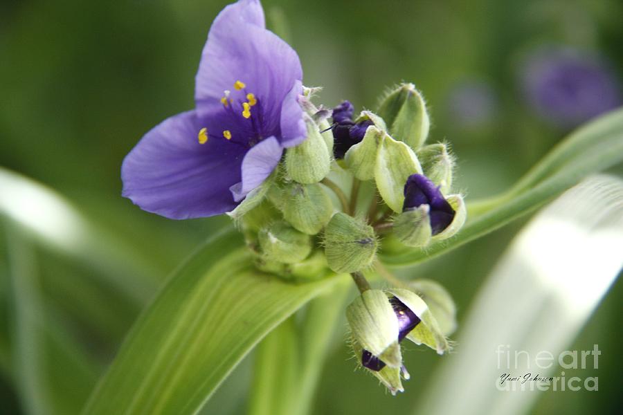 Lavender Spiderwort  Photograph by Yumi Johnson