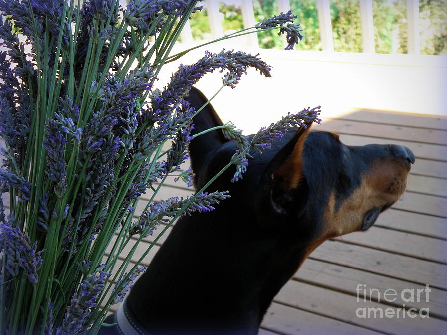 Lavender Photograph by Tatyana Searcy