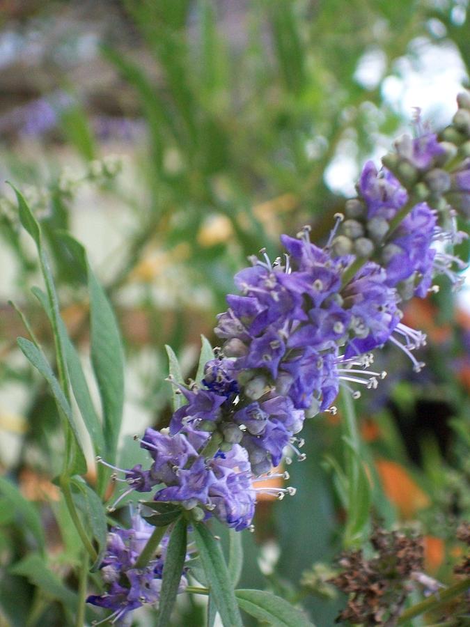 Lavender Tree Bloom by Laurette Escobar