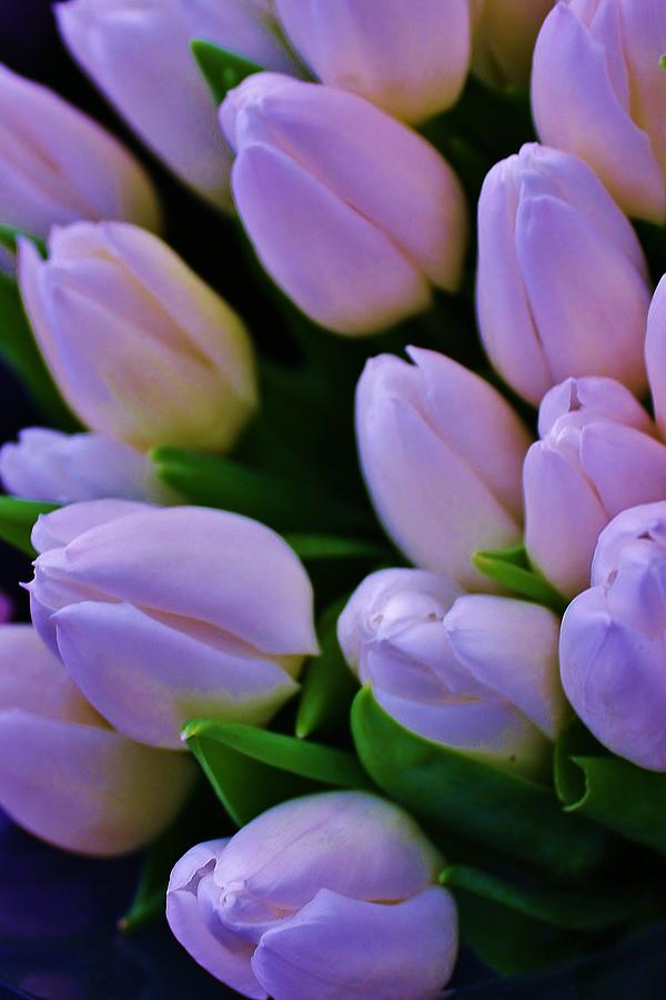 Lavender Tulips Photograph by Bruce Bley