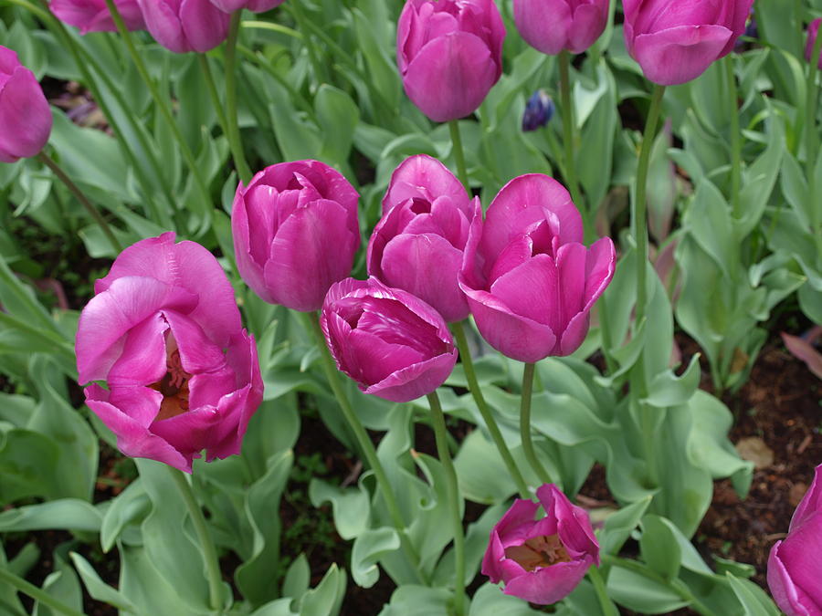 Lavender Tulips Photograph by Larry Krussel