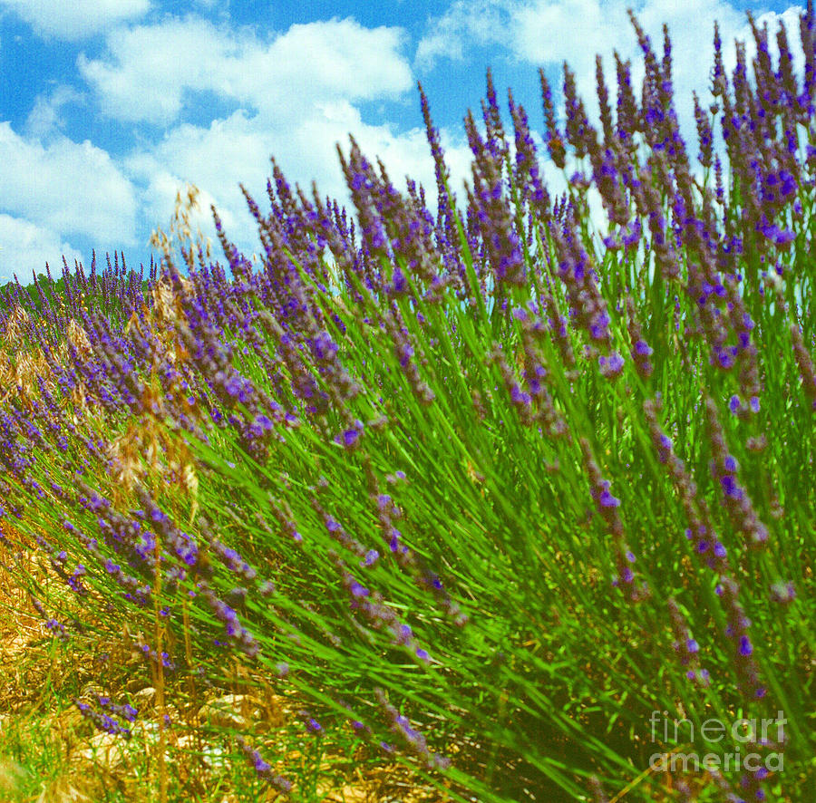 Lavender Up Close and Personal  Photograph by Andrea Simon