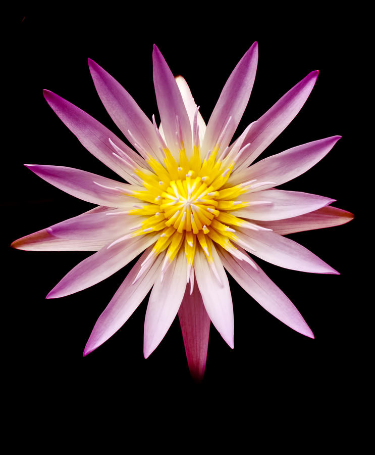 Lily Photograph - Lavender Water Lily by Joe Carini - Printscapes