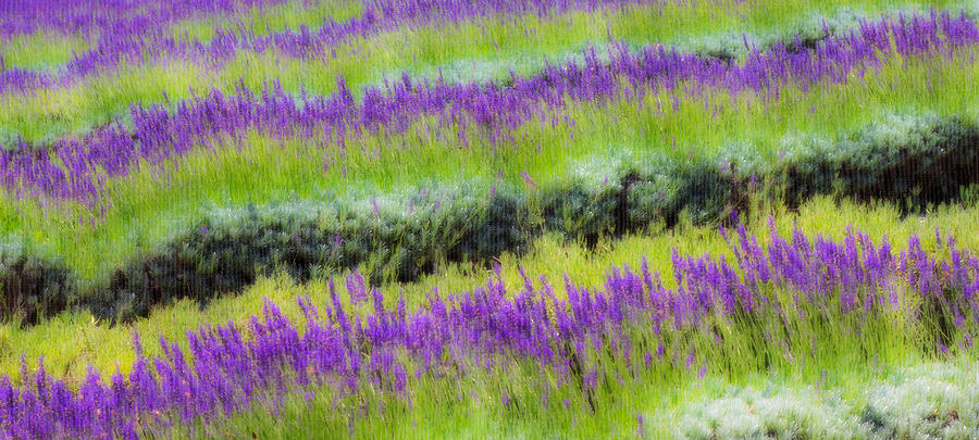 Lavender2 Photograph by Ryan Weddle
