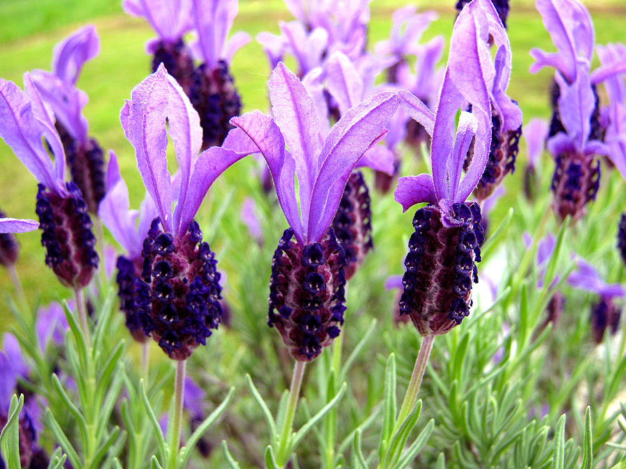 Lavenders Photograph by Les Cunliffe
