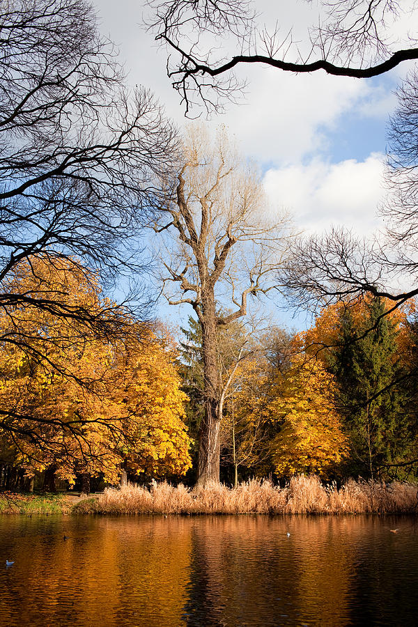 Nature Photograph - Lazienki Park Autumn Scenery by Artur Bogacki