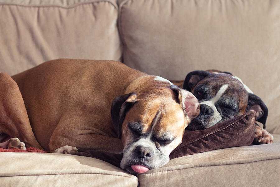 Dog Photograph - Lazy Boxers by Stephanie McDowell