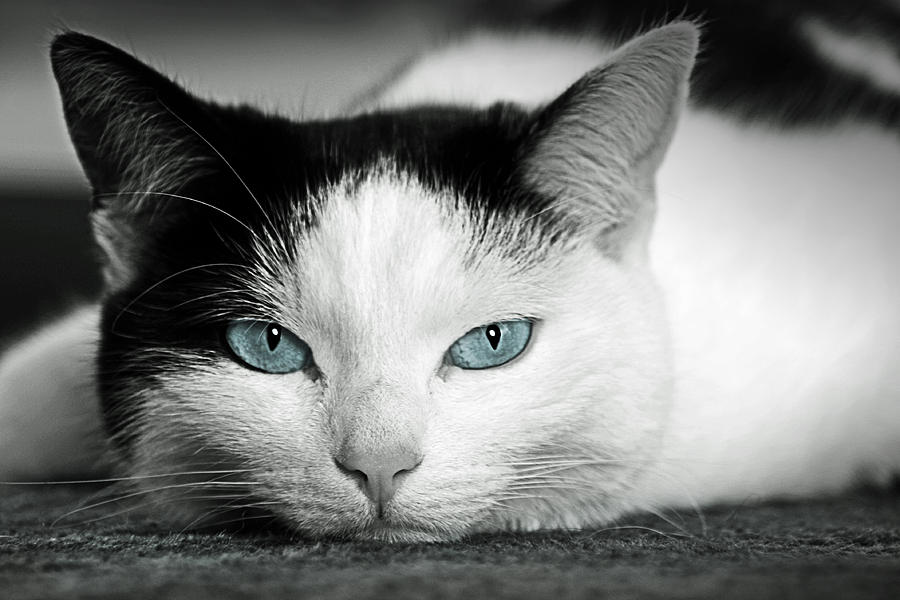 Cat Photograph - Lazy Cat by Claudia Moeckel